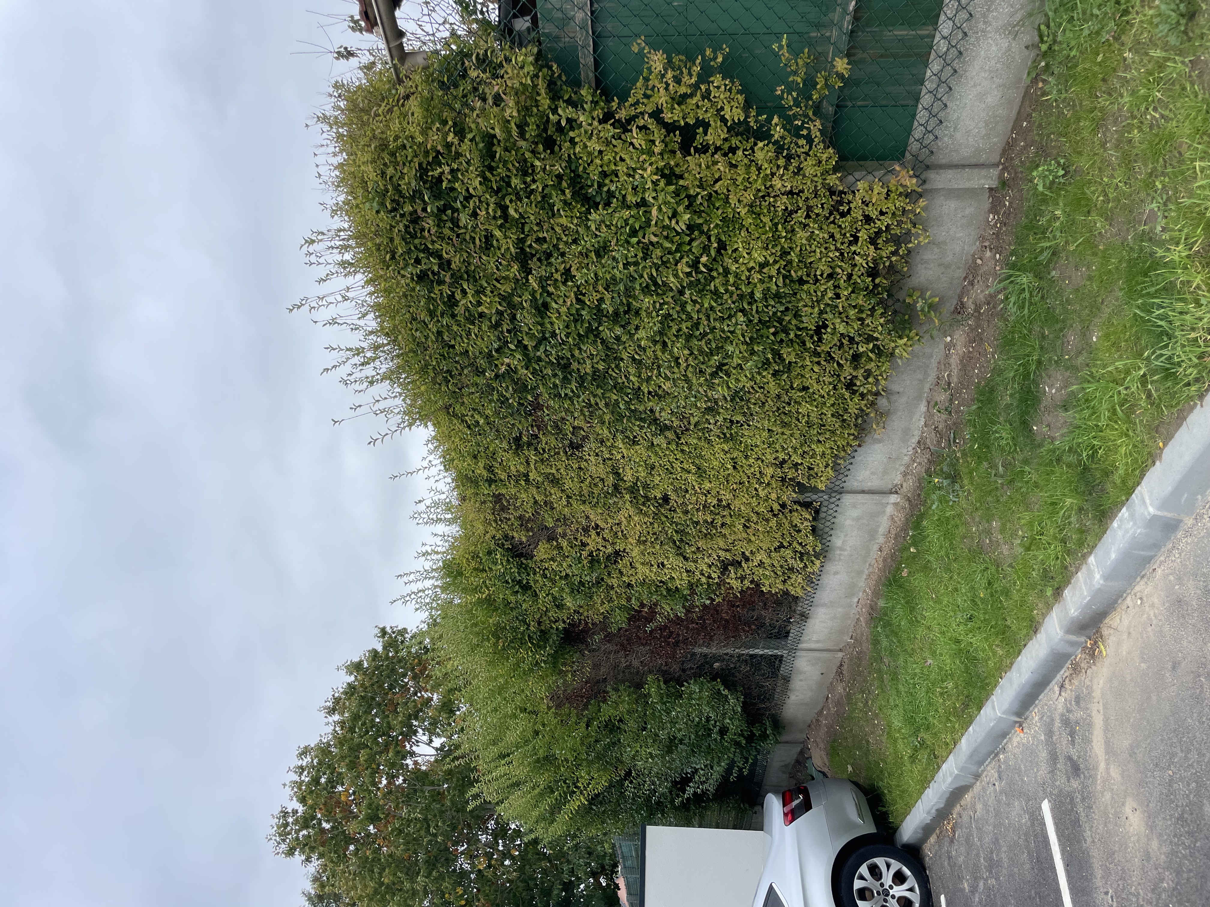 Photo avant travaux - Taille de topiaire décorative - Taille d'arbres à Seine-Maritime