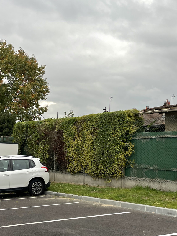 Photo après travaux - Taille de topiaire décorative - Taille d'arbres par FB Services à Seine-Maritime