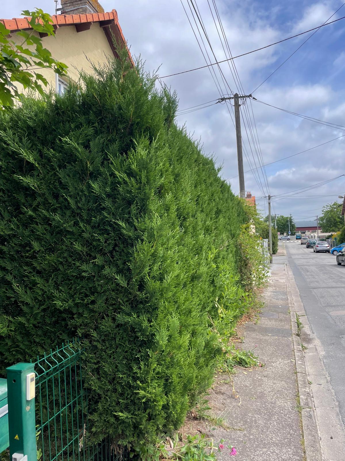 Photo avant travaux - Taille et remise en forme de haie de thuyas - Taille de haies à Seine-Maritime
