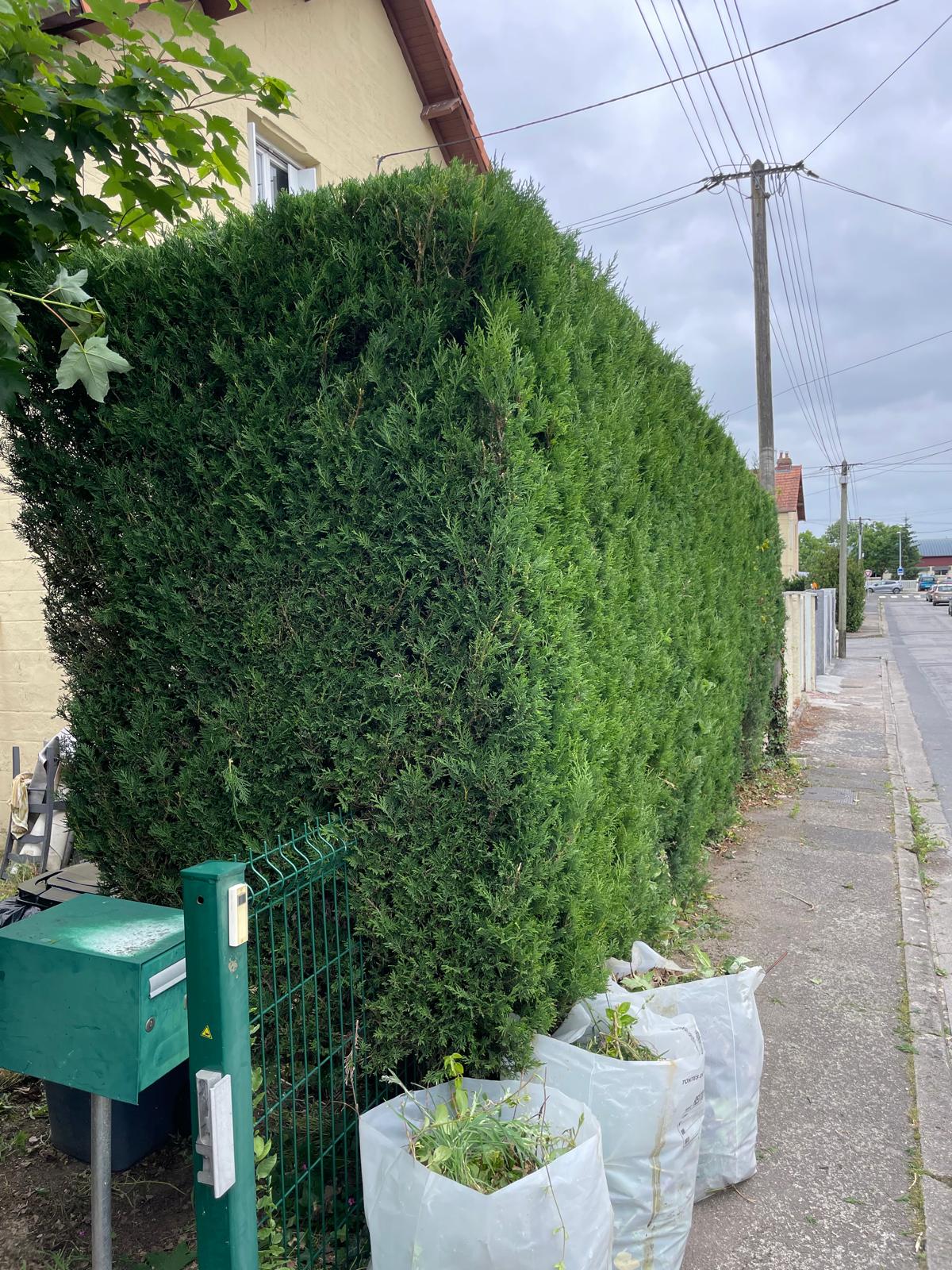 Photo après travaux - Taille et remise en forme de haie de thuyas - Taille de haies par FB Services à Seine-Maritime